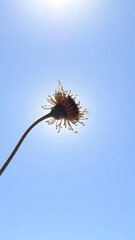 Poster - Silhouette of a Wildflower Against a Blue Sky