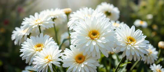 Wall Mural - delicate white daisies in the garden