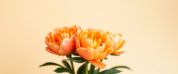 Poster - Peach Peonies on a Beige Background