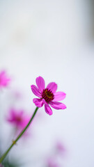 Wall Mural - single pink cosmos flower with soft background