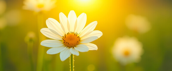 Wall Mural - daisy in the golden hour