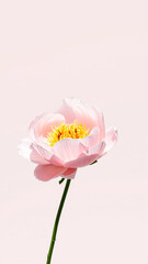 Poster - Single Pink Flower on a Pink Background