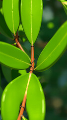 Sticker - Green Leaf Closeup