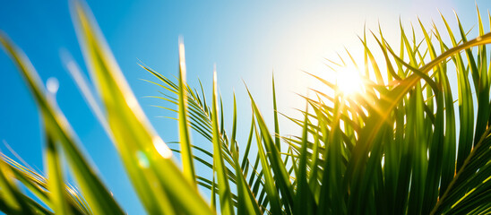 Canvas Print - Palm Leaves and Sun