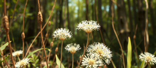 Sticker - White Flowers in a Forest Setting