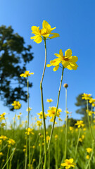 Poster - Yellow Wildflowers in a Field