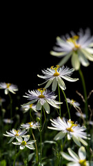 Poster - Delicate White Passionflowers Blooming in the Sun