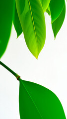 Wall Mural - Green Leaves on a White Background