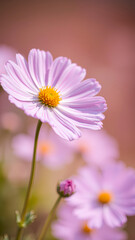 Canvas Print - Delicate Pink Cosmos Flower in Bloom