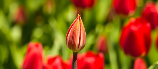 Canvas Print - Single Red Tulip Bud in a Field of Tulips