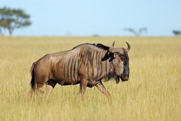 Wall Mural - a blue wildebeest (connochaetes taurinus) in grassland, mokala national park, south africa.