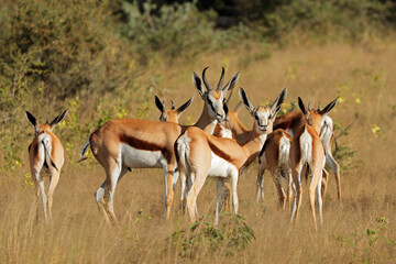 Springbok antelopes (Antidorcas marsupialis) in natural habitat, Namibia.