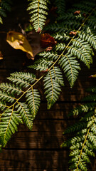 Wall Mural - Green Fern Fronds Over Wood