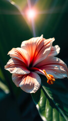 Canvas Print - Hibiscus Flower with Sun Flare