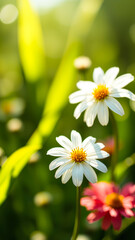 Wall Mural - close-up of a white daisy in a garden