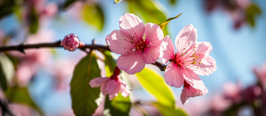 Canvas Print - Delicate Pink Flower Blossom in Springtime