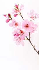 Poster - Delicate Pink Cherry Blossoms on White Background