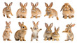 © Rawpixel.com - PNG brown rabbit design element set, transparent background