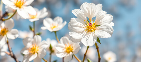 Wall Mural - White Flower Blossom In Springtime