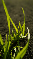 Canvas Print - Close-up of Lush Green Grass Blades