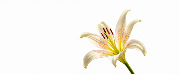 Canvas Print - White Lily with Red Spots on White Background