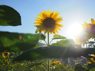 Sunflower