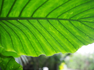 Leaf