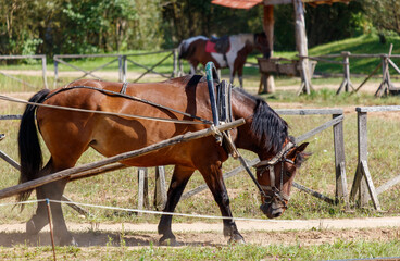 Wall Mural - A brown horse is walking in a field with a rope tied to its head