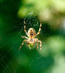 Wall Mural - a spider is sitting on a web and eating a leaf