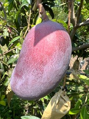 Mango on the tree