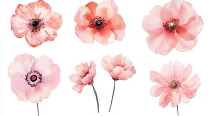 Canvas Print - Delicate watercolor illustrations of pink flowers showcasing various stages of bloom against a plain background