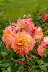 Wall Mural - Close up of rose flowers covered in raindrops. The background is lush and green. Orange rose grows in the garden.