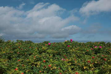 Wall Mural - flowers in a bush with a sunny sky with clouds