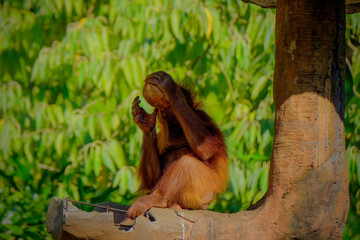 Wall Mural - Bornean orangutan drinking the coconut