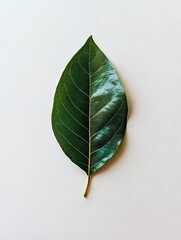 Wall Mural - A green leaf on a white surface