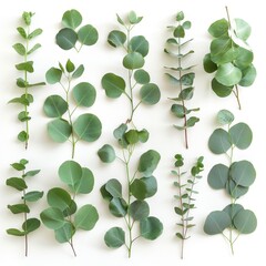 Wall Mural - Fresh eucalyptus leaves set isolated, eucalyptus twigs, leaf, branches collection, decorative foliage