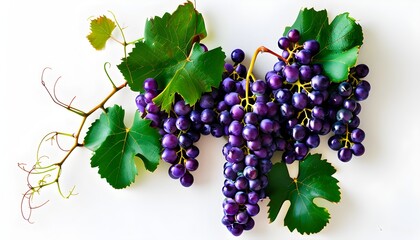 vibrant cluster of luscious purple grapes with green leaves elegantly displayed on a white backgroun