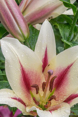 Wall Mural - Close up white pink lily in full bloom. Decorative white pink lilies bloom in the garden on a green background.