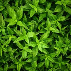 Wall Mural - Stevia texture background, sweet leaf pattern, stevia rebaudiana banner, sugar substitute mockup