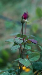 Wall Mural - Rain falls on unopened rosebuds