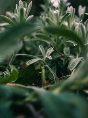 Wall Mural - close up of a plant in the garden