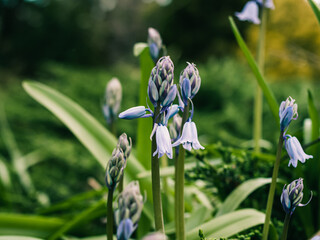 Poster - Spring flowers in the garden