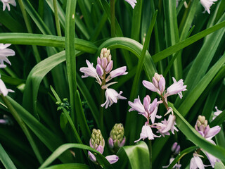 Wall Mural - Spring flowers in the garden