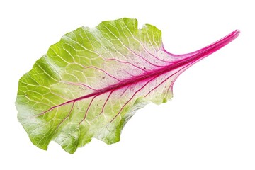 A single lettuce leaf in a close-up view