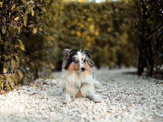 The beautiful Shetland Sheepdogs In the park. Landscape with a pet. Pet training, cute dog, smart dog.