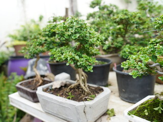 Little Bonsai a plant or tree that is dwarfed in a shallow pot with the aim of making a miniature of the original form of a large, old tree in nature. Bonsai isolated on white background.