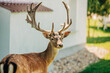 © Westend61 - Stag standing near house at farm