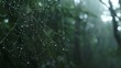 © ANRI - Close-up of spider webs adorned with morning dew in soft natural light