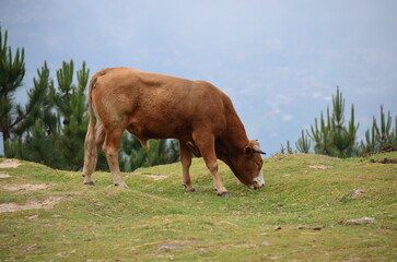 Brown cow grazing on a grassy hillside with pine trees in the background
