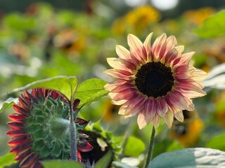 close up of field of yellow sunflowers in summertime